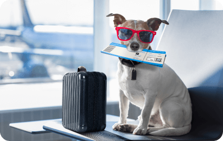 Pet Travel Exams